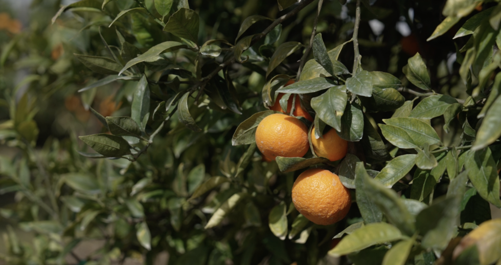 Tipos de riego agrícola Una guía completa y eficiente