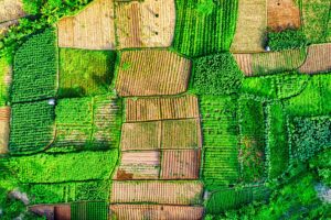 Mapas de vigor y cuaderno de campo con NDVI