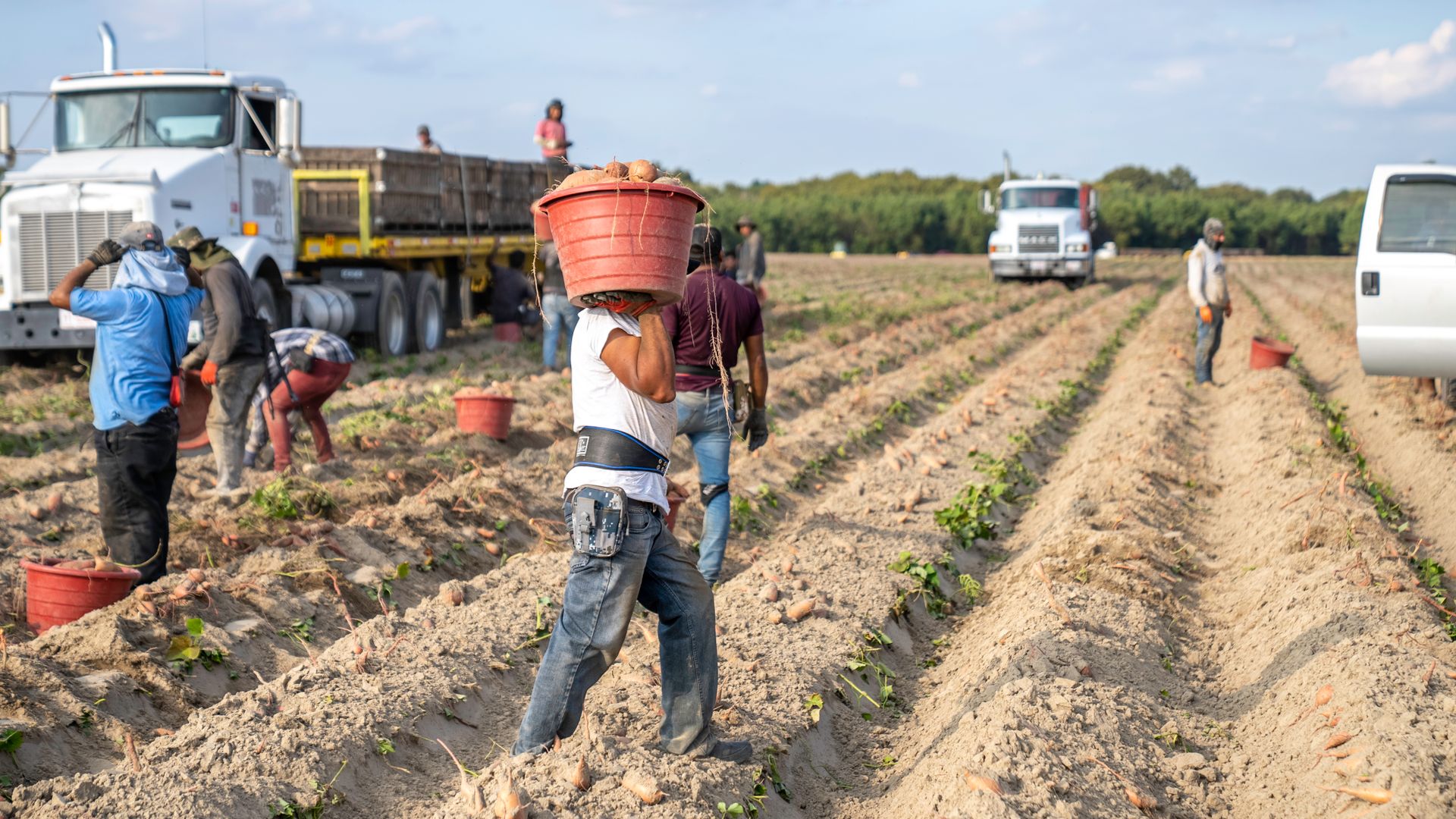 Suplantación de identidad laboral en el sector agrario